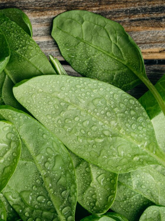 Spanac judetul Timis